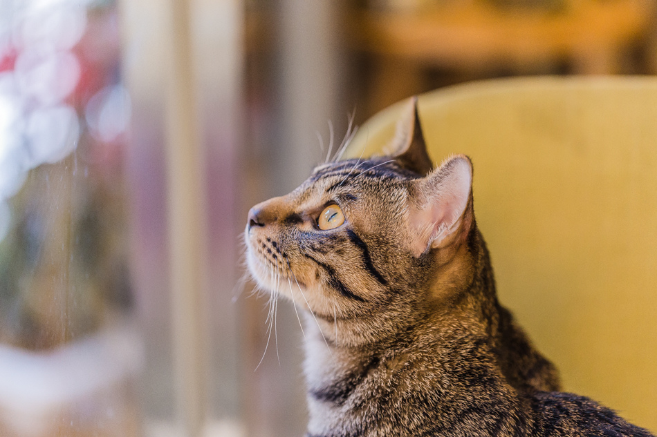 河堤社區 - 典咖啡 河堤社區 - 典咖啡