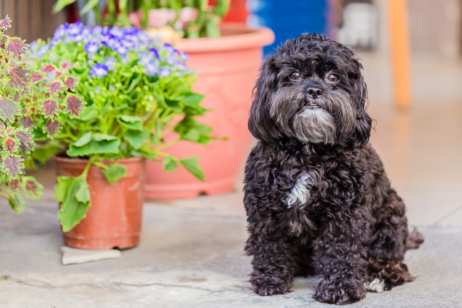 屏東美食 - 鄰舍現烤桶仔雞/屏東千禧公園 屏東美食 - 鄰舍現烤桶仔雞/屏東千禧公園
