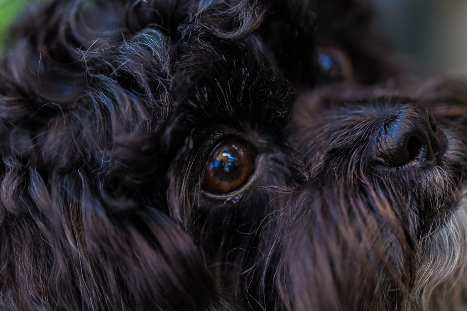 屏東美食 - 鄰舍現烤桶仔雞/屏東千禧公園 屏東美食 - 鄰舍現烤桶仔雞/屏東千禧公園