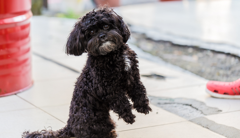 屏東美食 - 鄰舍現烤桶仔雞/屏東千禧公園 屏東美食 - 鄰舍現烤桶仔雞/屏東千禧公園