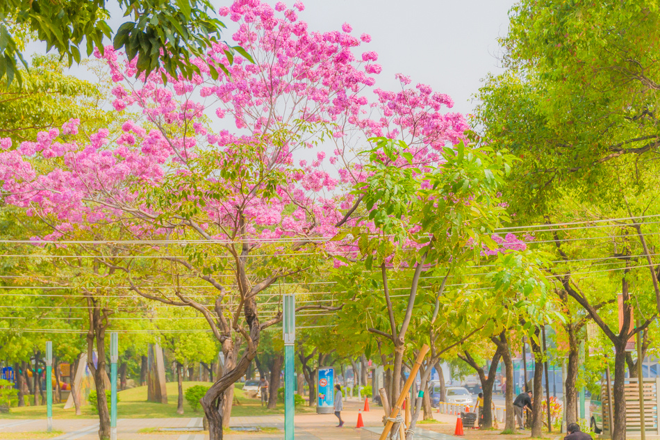 高雄紅花風鈴木