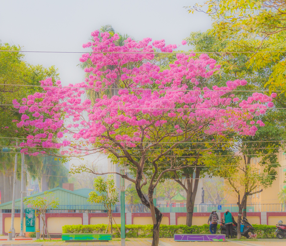 高雄紅花風鈴木 - 鳳山婦幼館