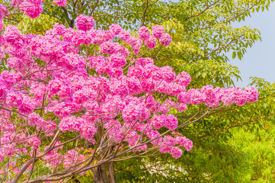 高雄紅花風鈴木 - 鳳山婦幼館