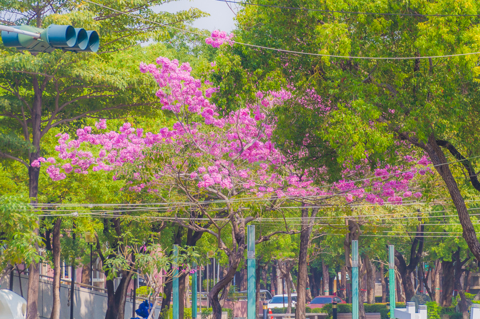高雄紅花風鈴木 - 鳳山婦幼館 高雄紅花風鈴木 - 鳳山婦幼館