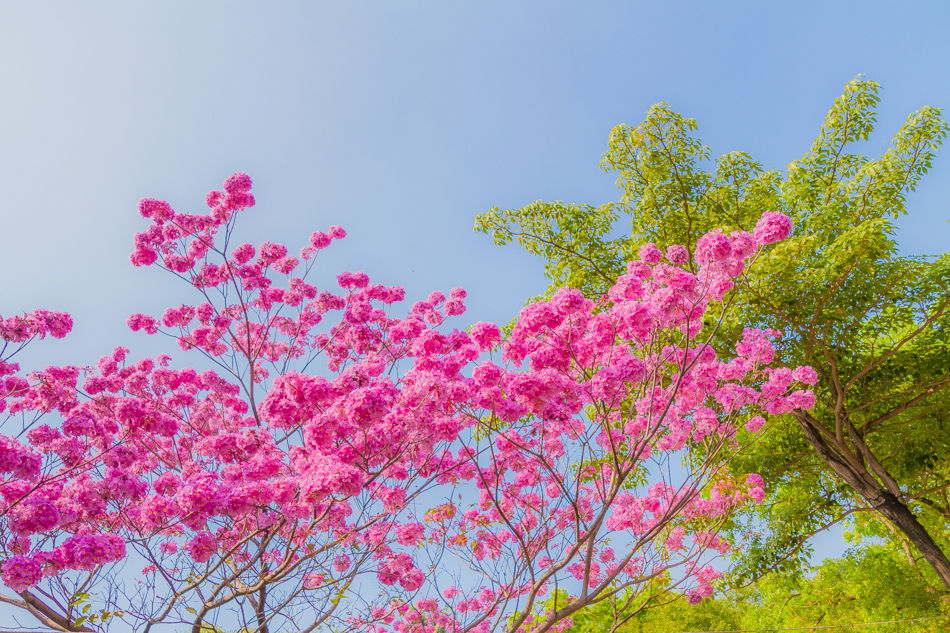 高雄紅花風鈴木 - 鳳山婦幼館