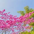 高雄紅花風鈴木 - 鳳山婦幼館