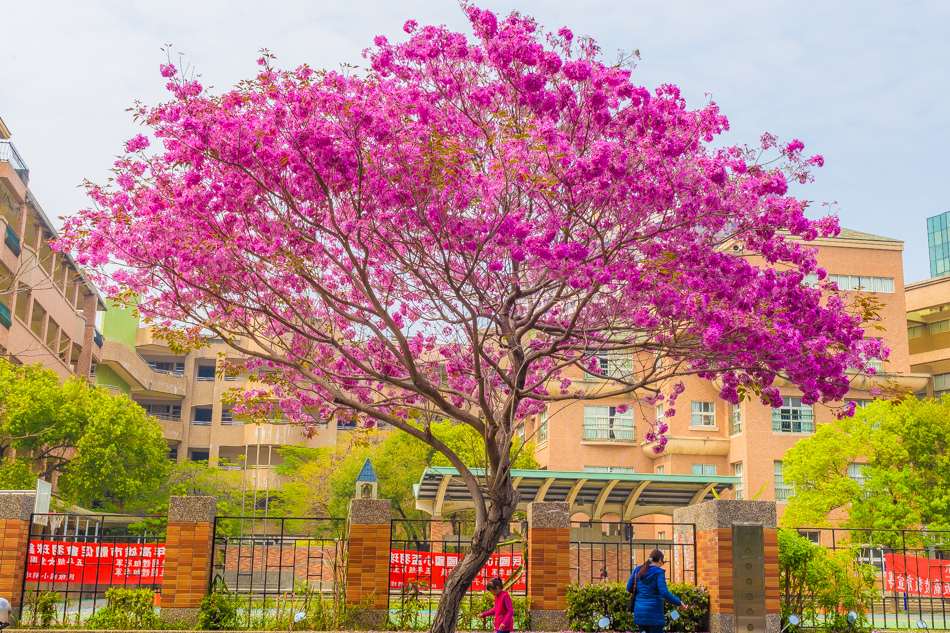 高雄紅花風鈴木 - 民權國小