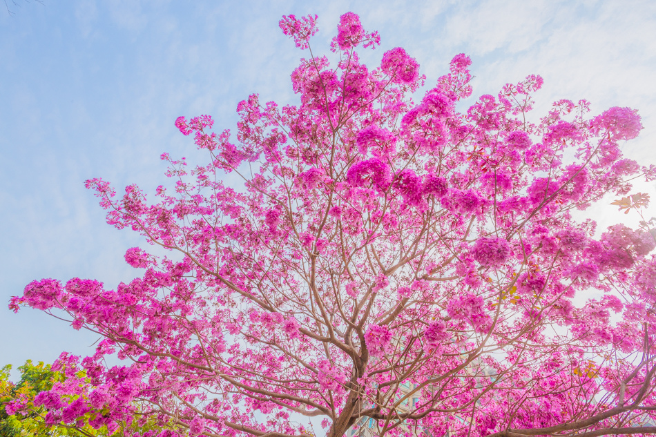 高雄紅花風鈴木 - 民權國小