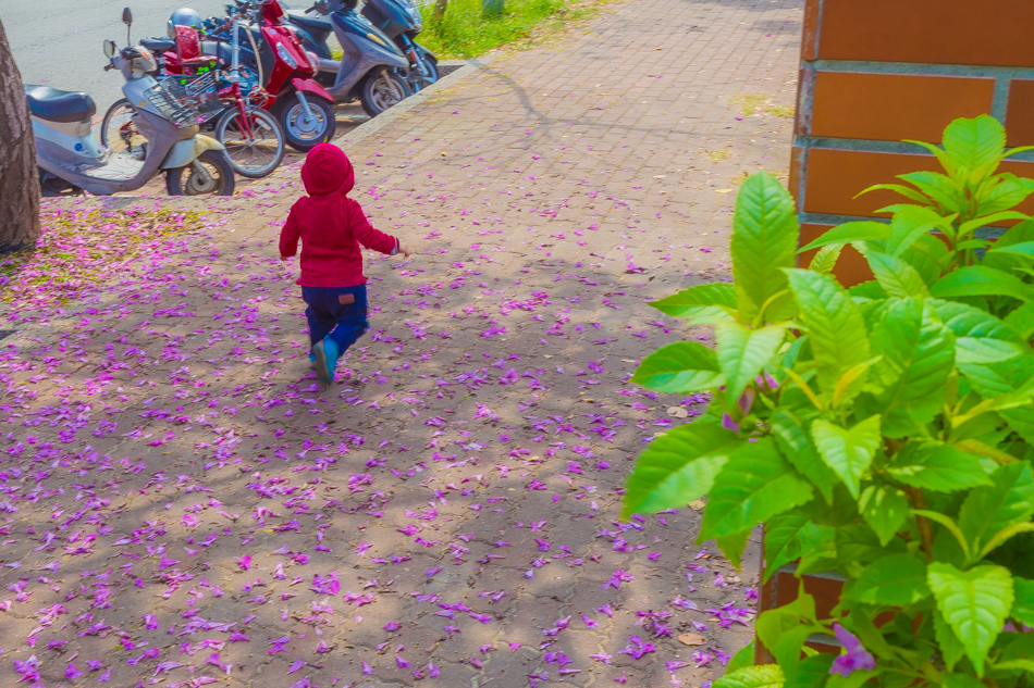 高雄紅花風鈴木 - 民權國小 高雄紅花風鈴木 - 民權國小