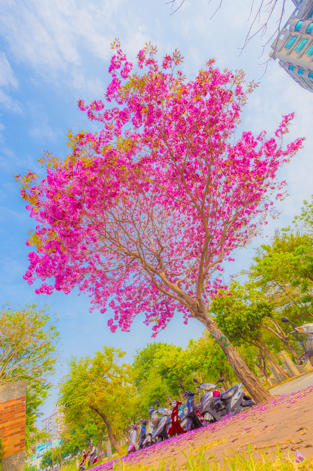 高雄紅花風鈴木 - 民權國小