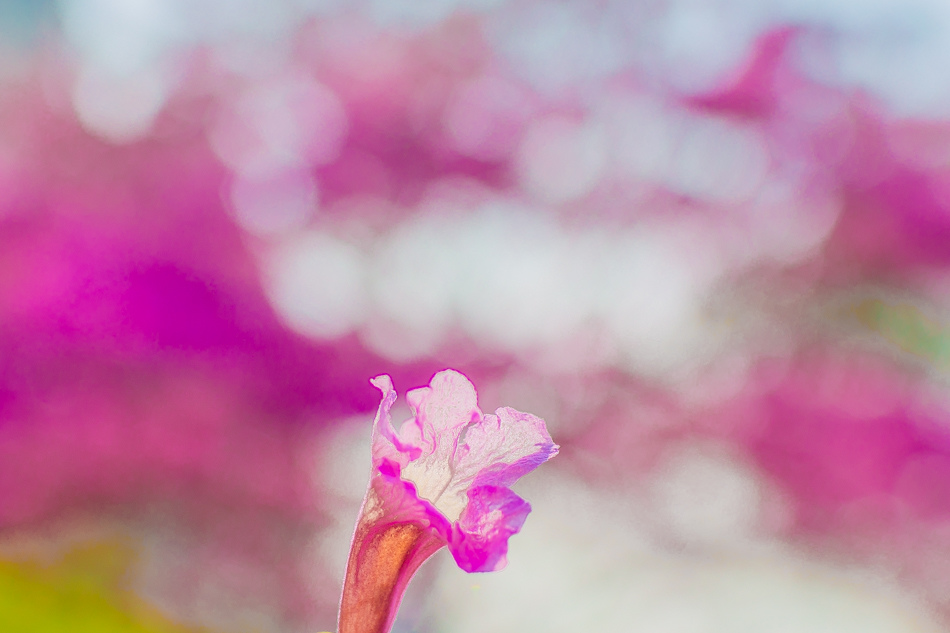 高雄紅花風鈴木 - 民權國小 高雄紅花風鈴木 - 民權國小