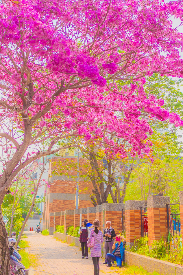 高雄紅花風鈴木 - 民權國小