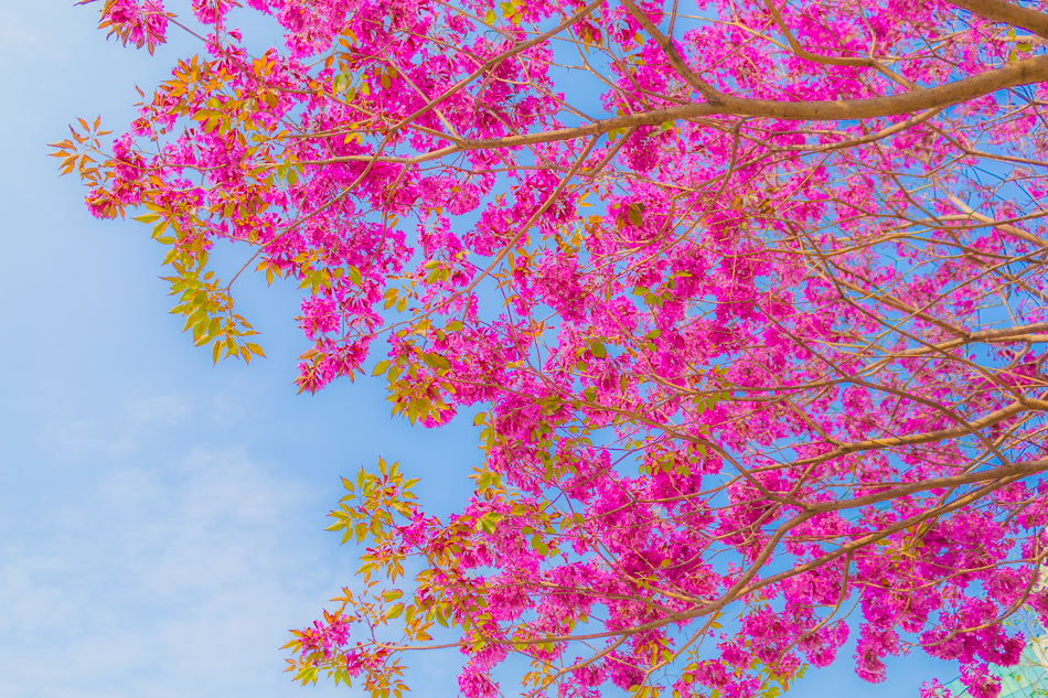 高雄紅花風鈴木 - 民權國小