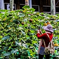 屏東旅遊-原住民文化園區