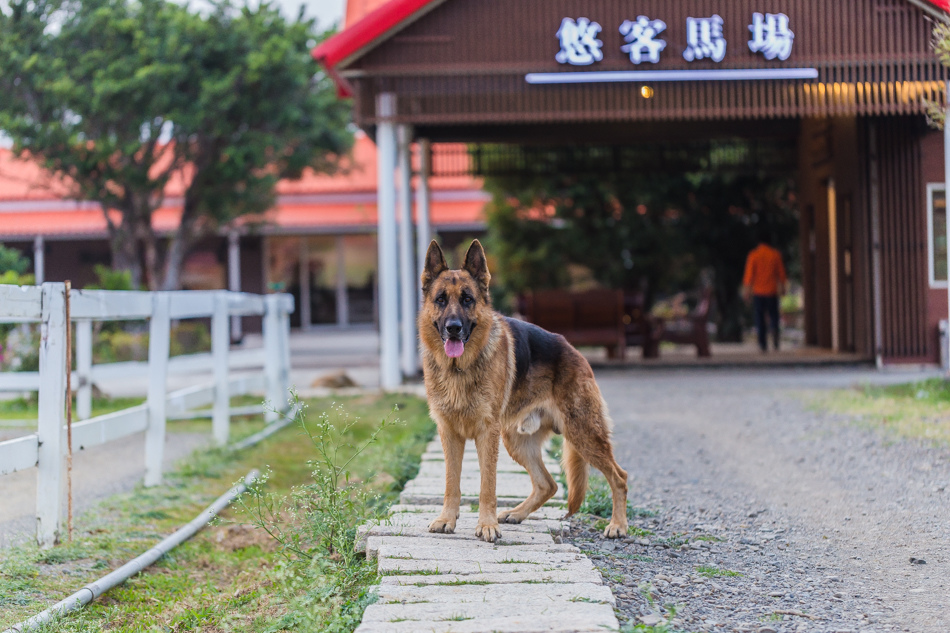 屏東旅遊 - 悠客馬術渡假村