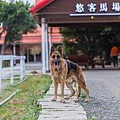 屏東旅遊 - 悠客馬術渡假村