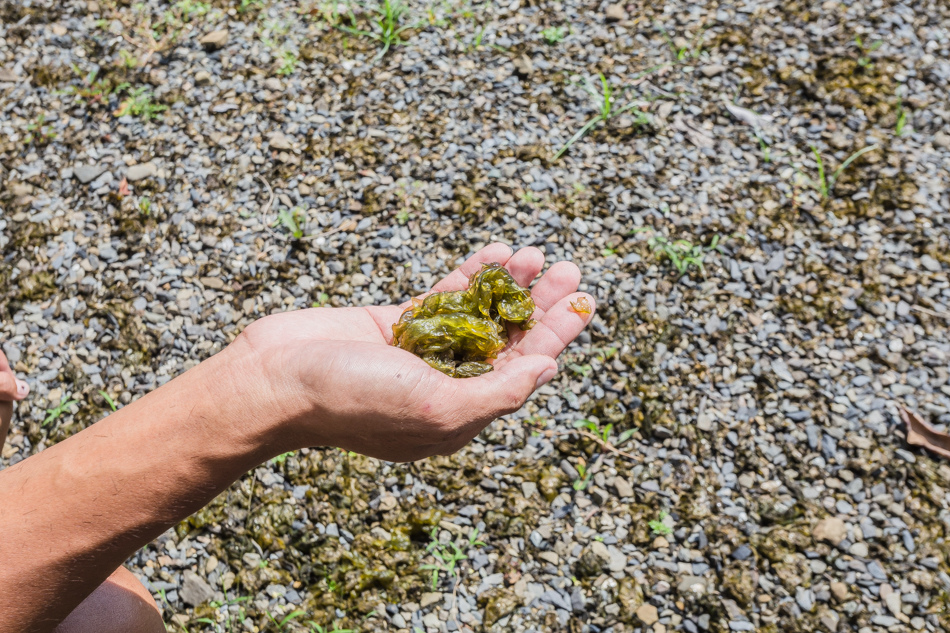 屏東滿州 - 小花雨來菇生態農場 屏東滿州 - 小花雨來菇生態農場