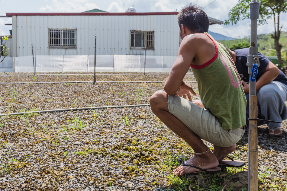 屏東滿州 - 小花雨來菇生態農場 屏東滿州 - 小花雨來菇生態農場
