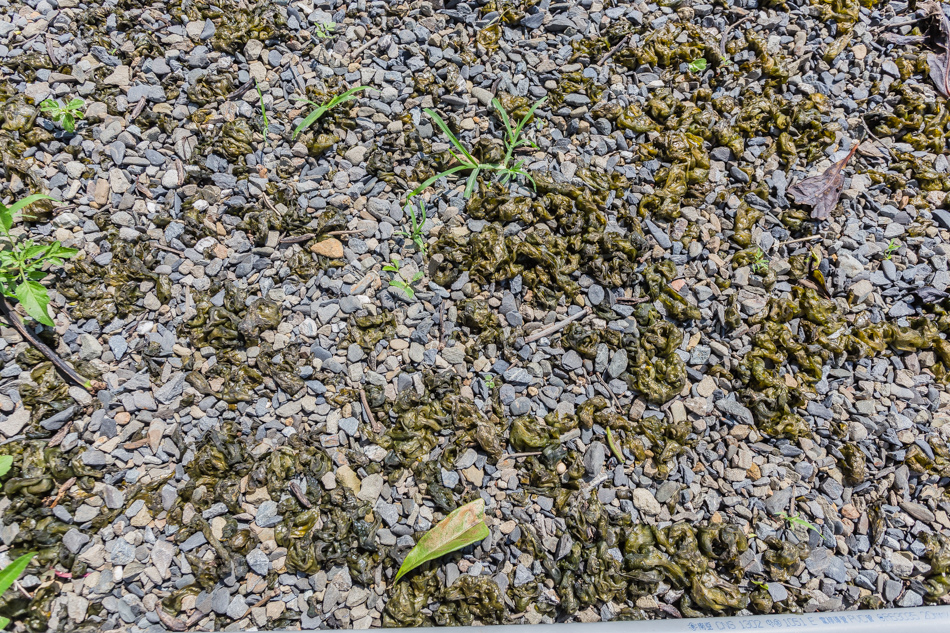 屏東滿州 - 小花雨來菇生態農場