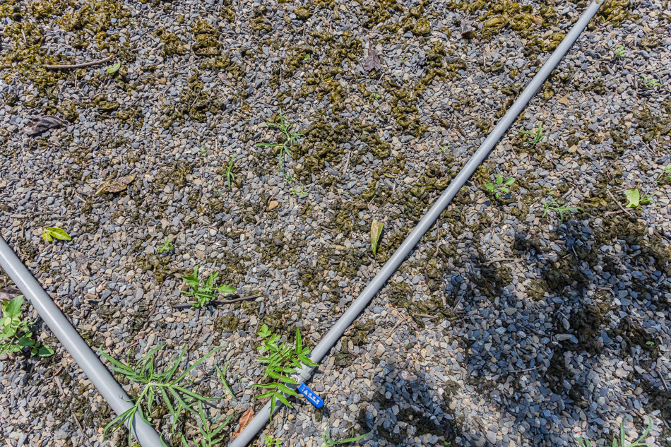 屏東滿州 - 小花雨來菇生態農場 屏東滿州 - 小花雨來菇生態農場