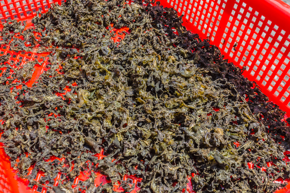 屏東滿州 - 小花雨來菇生態農場 屏東滿州 - 小花雨來菇生態農場