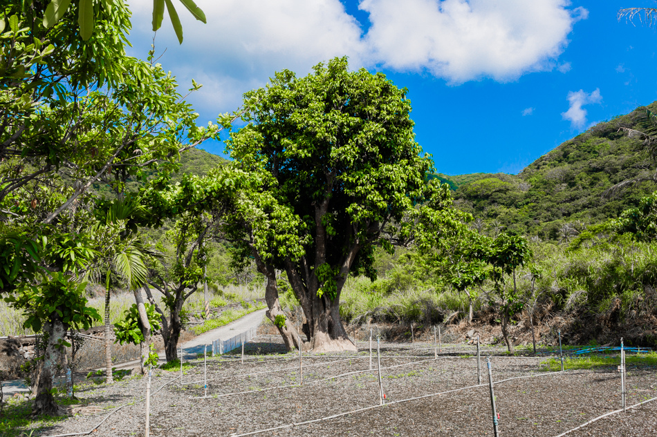 屏東滿州 - 小花雨來菇生態農場 屏東滿州 - 小花雨來菇生態農場