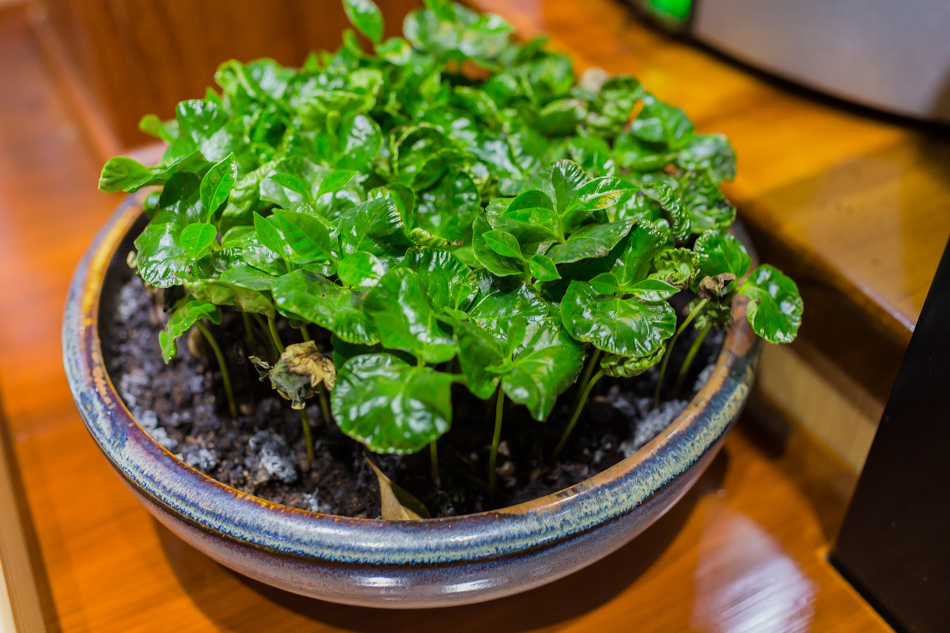 屏東美食bon bon cafe 屏東美食bon bon cafe