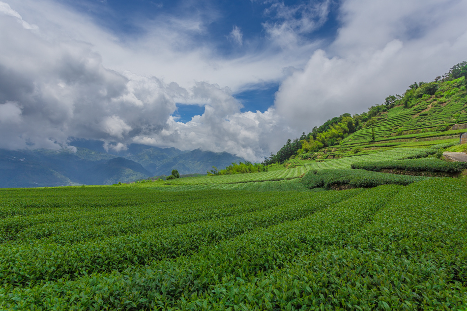 嘉義旅遊 / 龍眼林茶 大山自在民宿