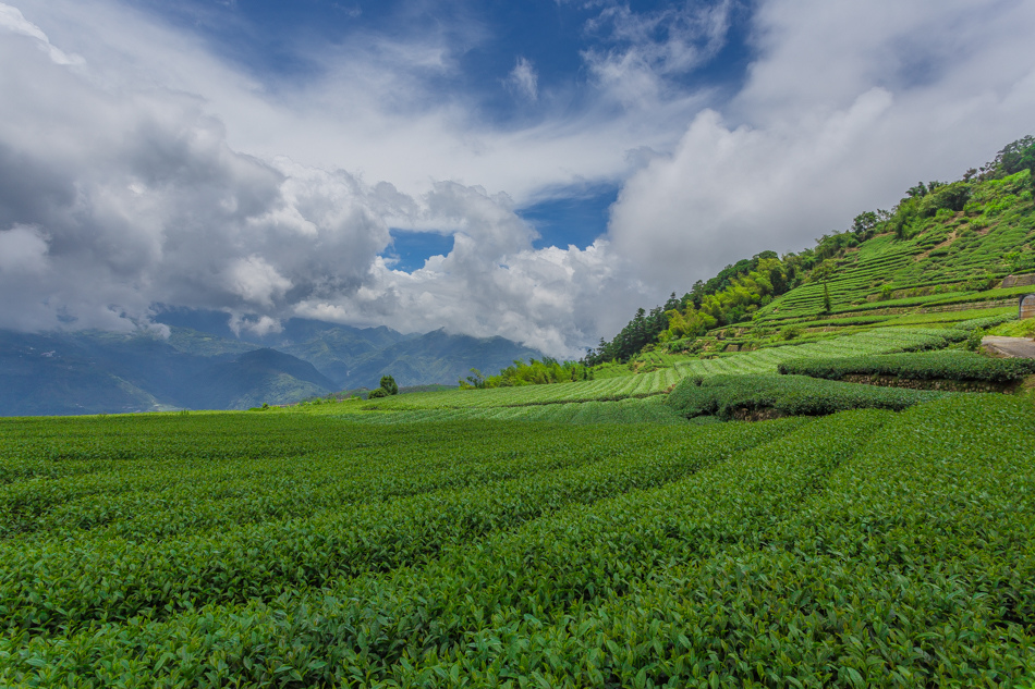 嘉義旅遊 /  龍眼林茶 大山自在民宿