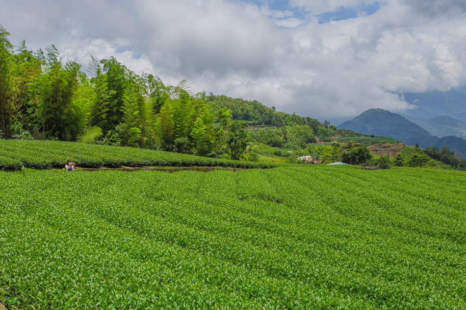 嘉義旅遊 /  龍眼林茶 大山自在民宿