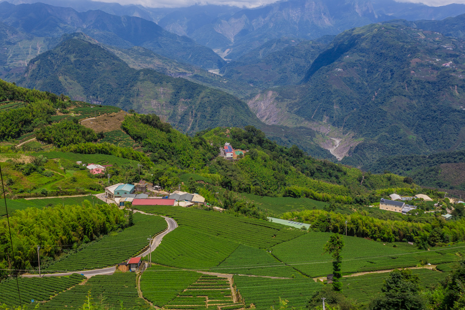 嘉義旅遊 / 龍眼林茶 大山自在民宿