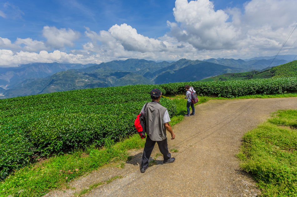 嘉義旅遊 /  龍眼林茶 大山自在民宿