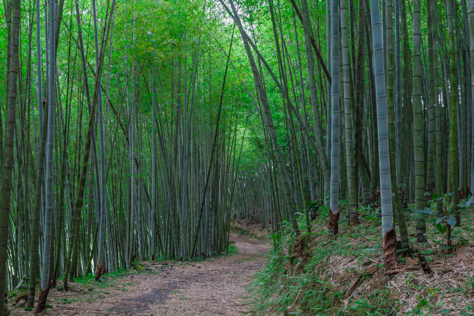 嘉義旅遊 /  龍眼林茶 大山自在民宿