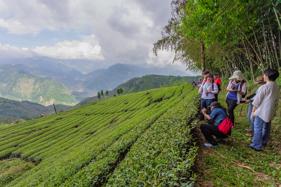 嘉義旅遊 /  龍眼林茶 大山自在民宿