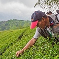 嘉義旅遊 /  龍眼林茶 大山自在民宿