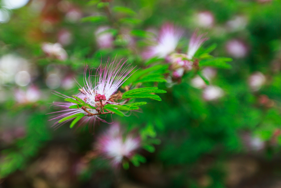 瘋山城部落假日藝術市集暨展演活動 瘋山城部落假日藝術市集暨展演活動