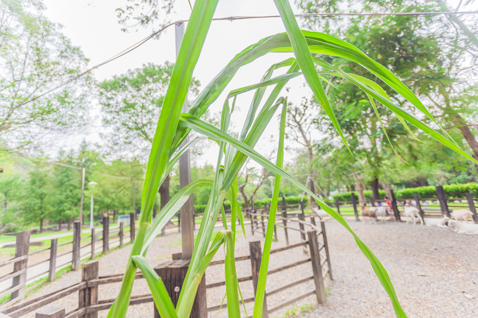 大樹華一休閒農場