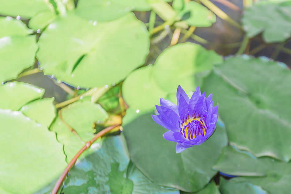 小琉球美食 - 荷花軒手工冰淇淋/泡菜/德國啤酒