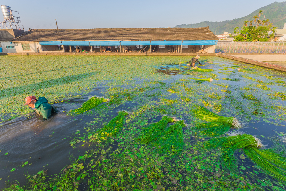 美濃採野 美濃採野