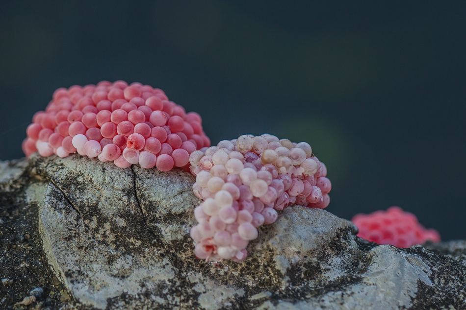 美濃採野蓮 美濃採野蓮