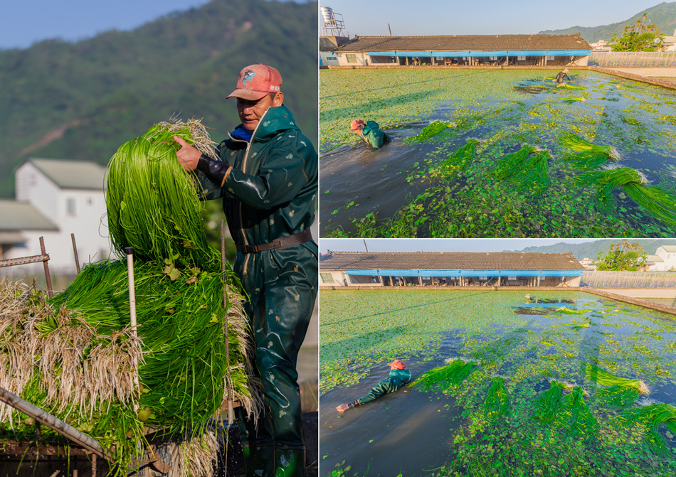 美濃採野蓮 美濃採野蓮