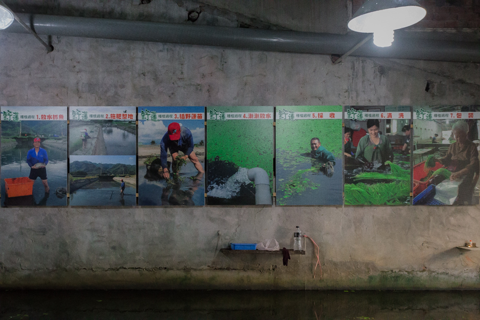 美濃採野蓮 美濃採野蓮