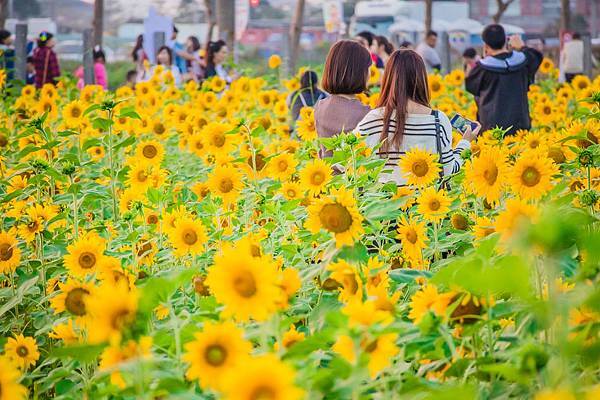 2016橋頭花海