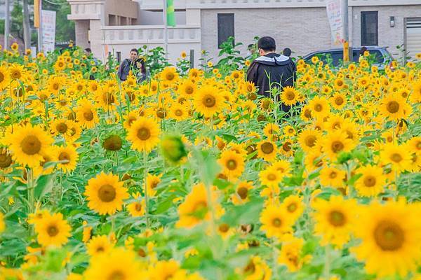 2016橋頭花海