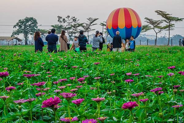 2016橋頭花海