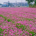 2016橋頭花海