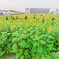 2016年橋頭花海