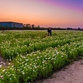 2016年橋頭花海