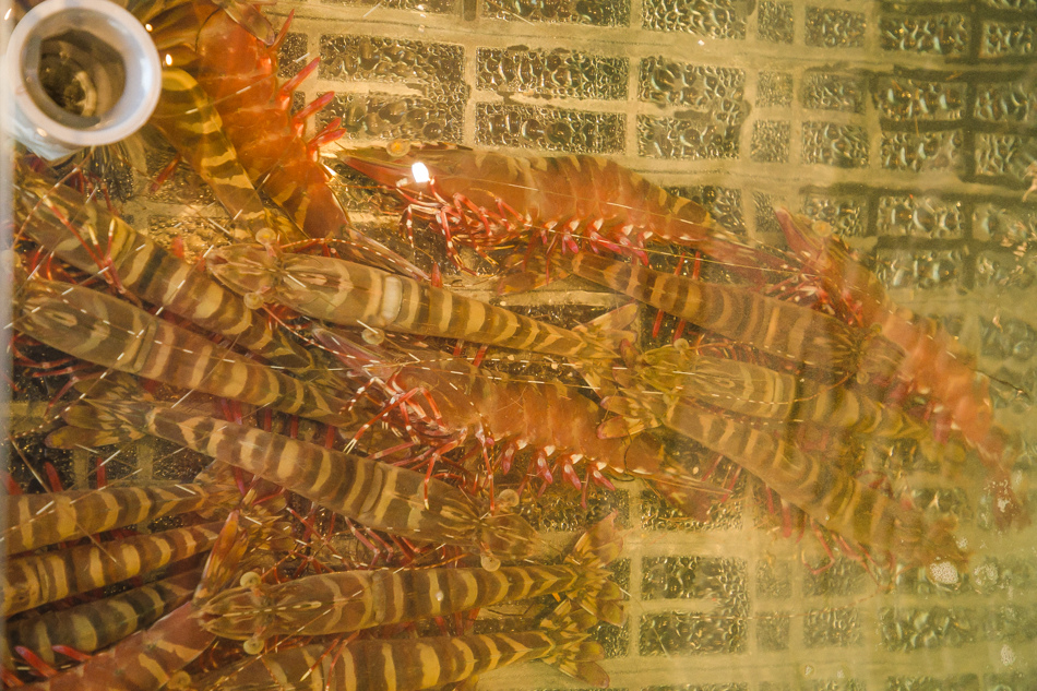 蒸任性活體海鮮養生蒸氣鍋IMG_0383.jpg 蒸任性活體海鮮養生蒸氣鍋IMG_0383.jpg