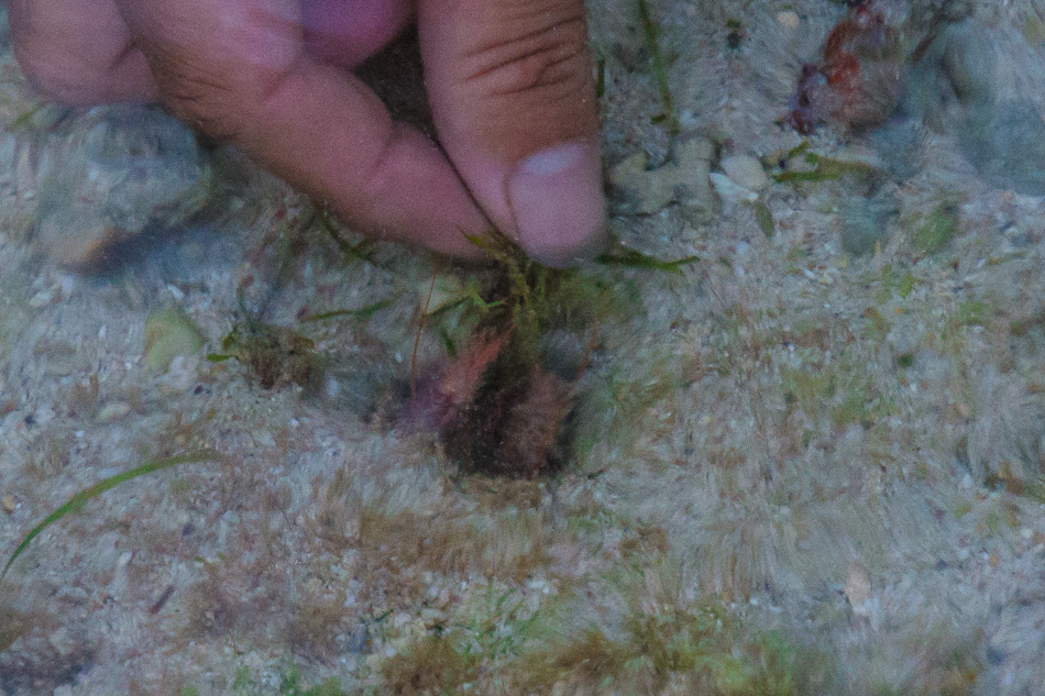 小琉球潮間帶 小琉球潮間帶